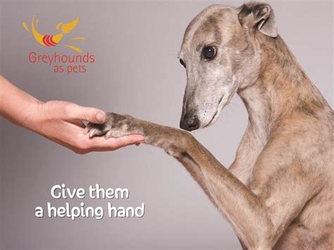 The greyhound is a lovely breed of dog and contrary to popular belief, greyhounds make fantastic pets. Greyhounds As Pets - Givealittle