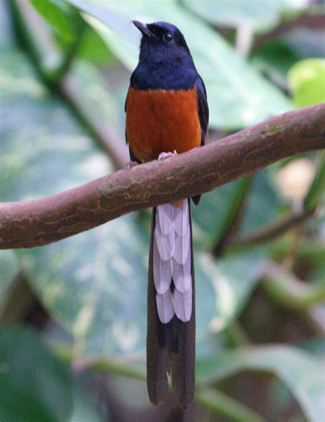 The territories include a male and female during the breeding season with the males defending the territory. File:White-rumped Shama RWD.jpg - Wikimedia Commons