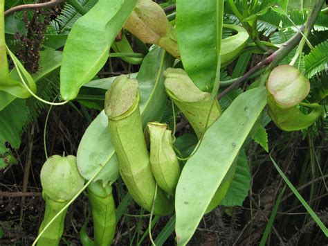Examples of translating «periuk» in context periuk kera | nepenthes ventrata......a bunch of em ...