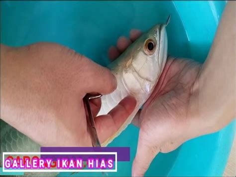 Di bawah ini ada dua contoh selangkah demi selangkah. Gambar Insang Ikan Lengkap dengan Bagan Alur Pernafasan