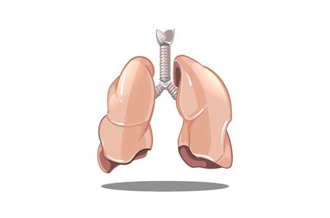 Penyebab bronkitis kronis lainnya yang mungkin termasuk, yakni Apakah Bronkitis Termasuk Penyakit Menular?