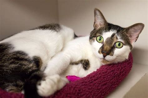 There are so many animals living in shelters and foster homes in norman. Norman | Cat adoption, Cat shelter, Cats