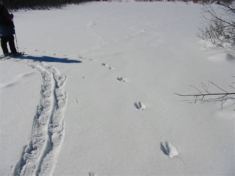 Google the words fisher cat, and you'll inevitably find some pretty terrifying results: Path of Fisher in Deep Snow photo - Michael Walker photos ...