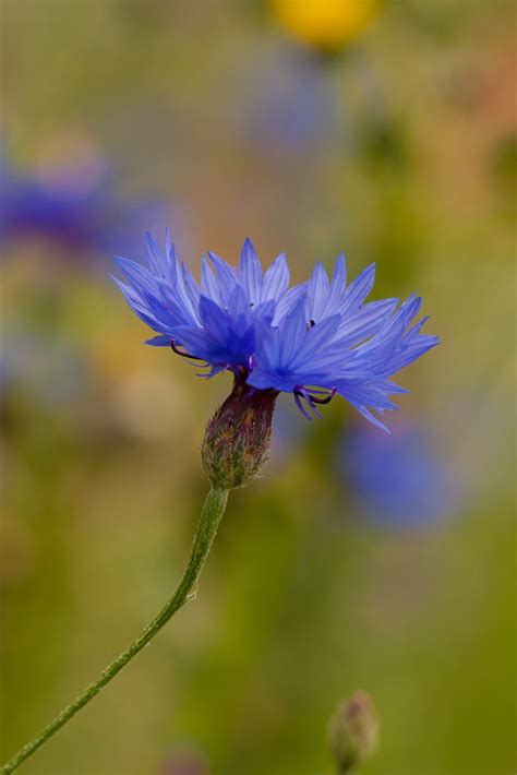 Le bleuet des champs (centaurea cyanus) synonymes : photo-nature.be • Afficher le sujet - Le Bleuet des champs (Centaurea cyanus)