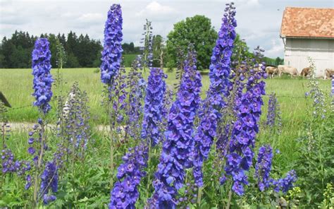 Highest of the bernese alps. Finsteraarhorn, Delphinium Elatum-Hybride, Hoher ...