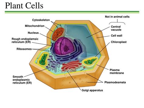 The cell membrane, nucleus, nucleolus, nuclear membrane, cytoplasm, endoplasmic reticulum, golgi. PPT - Plant Cells PowerPoint Presentation, free download ...
