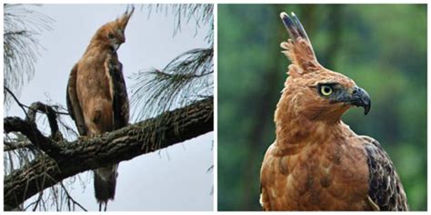 Garuda, yang juga disebut garula dalam bahasa pali (bahasa pengantar naskah buddhis), adalah golongan burung dengan sayap cemerlang dalam kepercayaan buddhis.menurut konsep agama buddha tentang tumimbal lahir (saṃsāra), mereka adalah salah satu dari astasena atau astagatyaḥ, yaitu delapan kelompok makhluk gaib.dalam seni rupa buddha, mereka dirupakan dalam posisi duduk dan mendengarkan. Terkenal Sebagai Lambang Negara & Simbol Pancasila, 5 ...