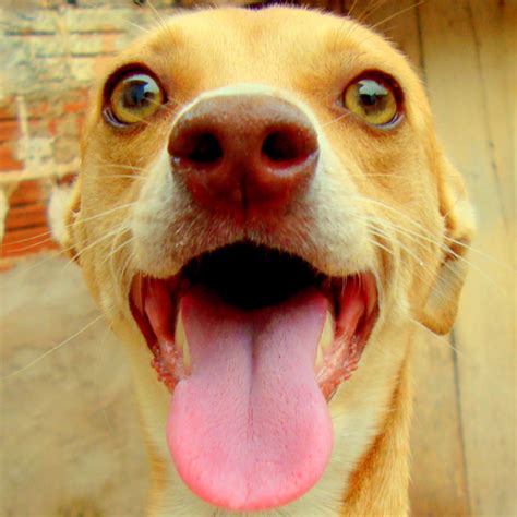 A puppy breathing fast, or erratically, can sometimes make you worry. For the Love of dog - Dogster