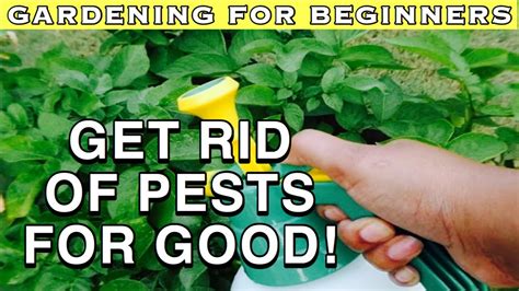 Organic gardening is a process that promotes and enhances biodiversity, natural biological cycles and soil biological actives that restore organic gardening basic tenets are feeding the soil though decaying organic matter and utilizing natural cycles and predators for disease and pest control. HOW TO GET RID OF PEST IN YOUR GARDEN FAST | ORGANIC PEST ...