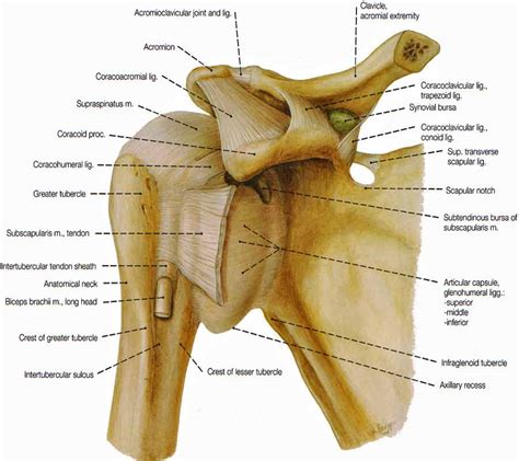 Shoulder muscles back muscles yoga muscles muscular system body anatomy muscle chart anatomy the muscles of the spine anatomy chart shows every one of the many layers of muscle in the this muscle diagram made to look like a human. Shoulder Muscles Diagram - Muscles Of The Shoulder Joint And Girdle Human Anatomy Kenhub Youtube ...