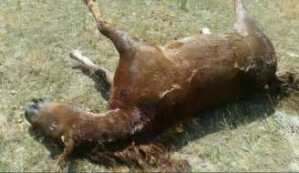 Free download hd or 4k use all videos for free for your projects. Horse Shot And Killed In Montana - Please Help Find The Person Who Did This - The Horseaholic
