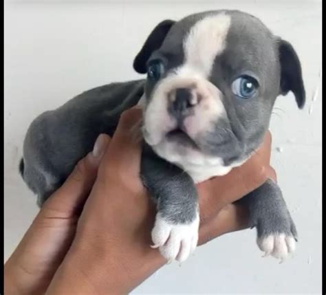 Não é possível um bulldog francês matar o dono. Bulldog Francés Exótico Semental Francés Blue Azul Maquila ...