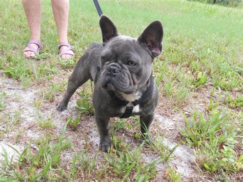 Browse ads from reputable breeders. French Bulldog Rescue Florida Tampa | Top Dog Information
