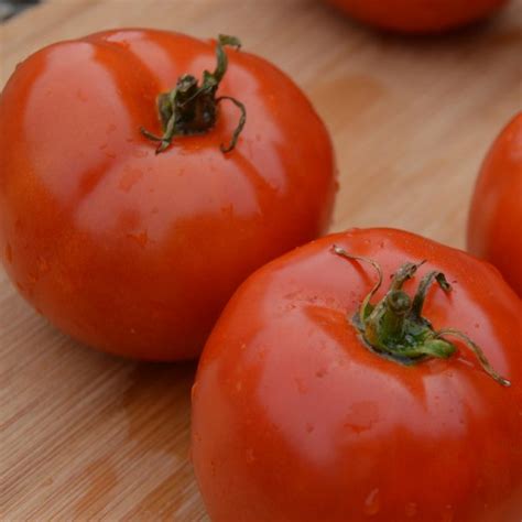 Cette très belle tomate rouge vif développée dans les années 1950 à la ferme expérimentale de morden au. Tomate - Boutique des Jardins de l'écoumène