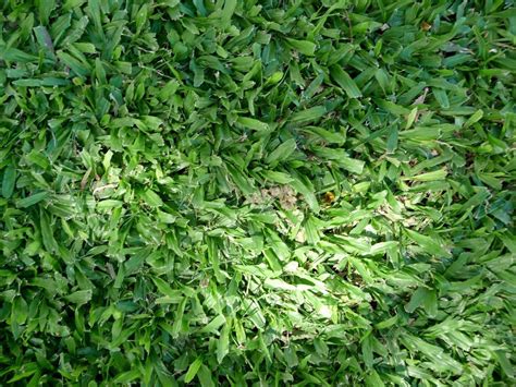 Matrella are turf varieties, while z. Carpetgrass Planting Info - Types Of Carpetgrass In Lawns