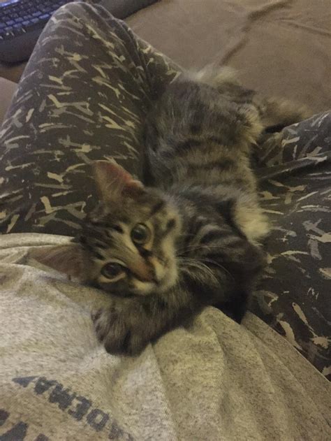 Wow, if you went from alaska to montana with cats, then i surely can just go to the next state over with mine. Guy Captures Moments of Him Being Chosen by Tabby Cat ...