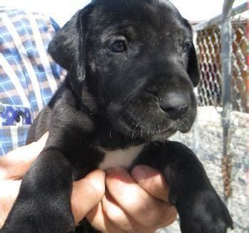 However, we do not screen, inspect, or otherwise validate the breeding practices of those who are listed on our breeder list. Great Dane Puppy for Sale - Adoption, Rescue for Sale in Penrose, Colorado Classified ...