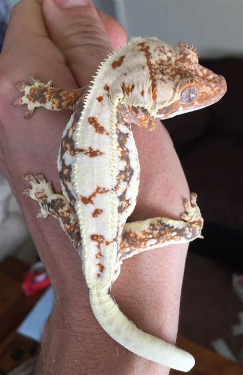 Tailless/nipped tail baby lilly white crested gecko special. Pin on Animals are Beautiful