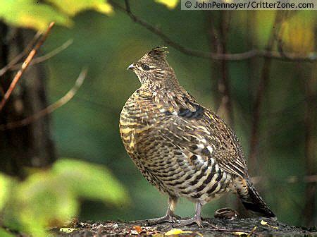 We did not find results for: Ruffed Grouse, Bonasa umbellus, Pennsylvania State Bird ...