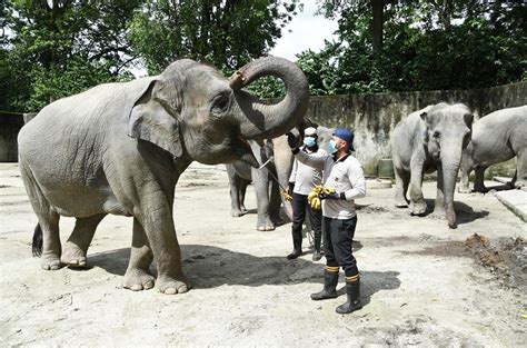 Zoo taiping & night safari. Go On A Tour Around Zoo Taiping And Night Safari With ...