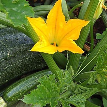 Sie möchten zucchini im eigenen garten ziehen? Zucchini: Tricks für eine reiche Ernte | Container ...