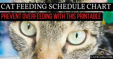 We've broken down your cat's dietary needs by age group, giving. Cat Feeding Schedule Chart [How Many Times to Feed Guide ...