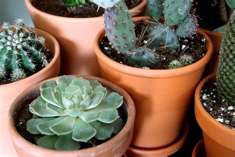 Let's address the differences between cactus and succulent in today's post. What's the Difference Between Cacti and Succulents?