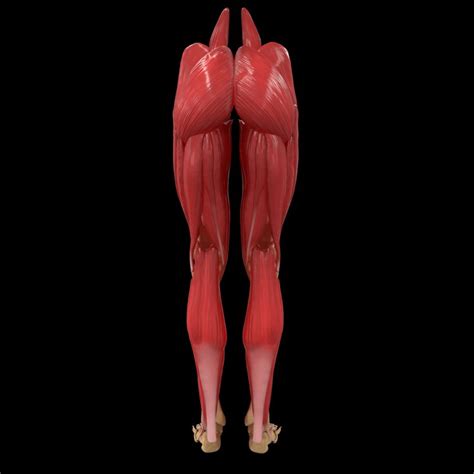 An intermediate segment, the for the actions of the major muscles of the mammalian leg, see adductor muscle; Human Legs Muscle Bone Anatomy 3d model - CGStudio