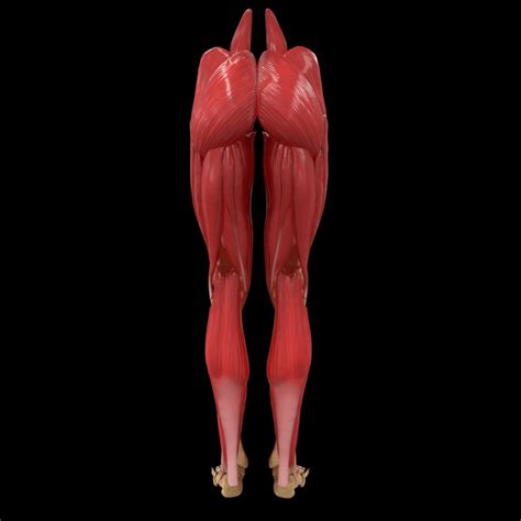 Although they're very light, bones are strong enough to support our entire. Human Legs Muscle Bone Anatomy 3d model - CGStudio