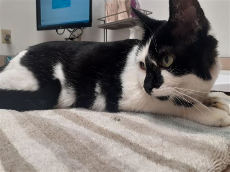 These diseases may cause young cats to develop tumors, particularly in the case of felv, which can hide out in the neurologic system or bone marrow, making routine tests come back negative even when a cat is infected. Please keep miss Amy in your thoughts! We rushed her to ...
