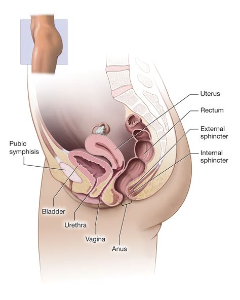 Treatment of pain in this area depends largely on the root cause of the pain. Girls Lower Area