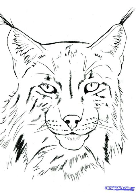 Maybe you would like to learn more about one of these? how to draw a realistic lynx step 11 | Pencil drawings of animals, Lynx, Animal drawings