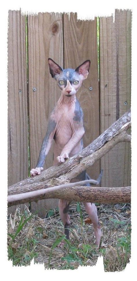 Sphynx kittens 1 pink boy, 1 pink girl, new born 3 weeks old, jan 14 2021 birthday, available for reservation. Sphynx kittens for sale, NADA Sphynx and Devon Rex, Rescue ...