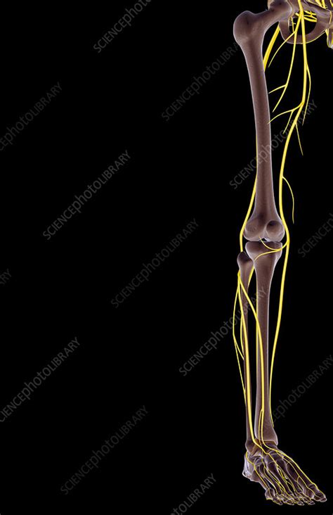 Its cutaneous branch, the saphenous nerves of the lower limb extends to the medial side of the leg and medial border of the foot till the ball of the big toe. The nerves of the lower limb - Stock Image - F001/8463 ...