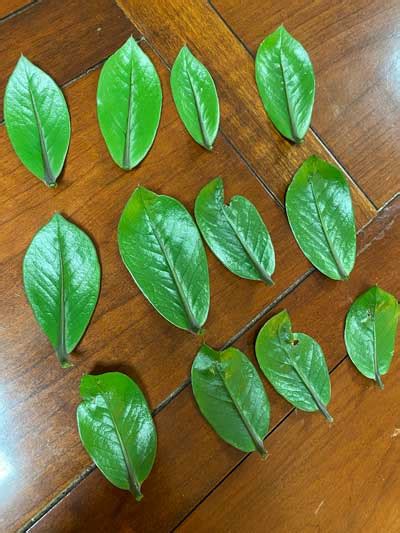 Need tips on zz plants there not happy with me. ZZ Plant Leaf Propagation: 2 Easy Water & Soil Methods