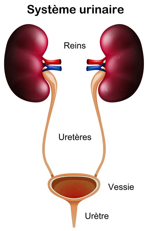 Une infection urinaire (ou infection des voies urinaires ou ivu) est définie par la colonisation des urines par des bactéries, ce qui se traduit le plus souvent par des signes infectieux urinaires. que faire contre les infections urinaires a repetition ...