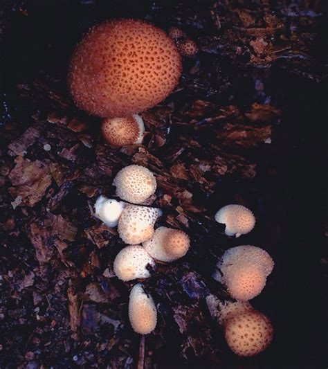 A puffball with babies | Fungi, Vegetables