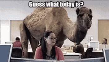 The commercial starring a camel who, you may recall, loves wednesday (much to the chagrin of his exasperated coworkers). Hump Day Camel GIFs | Tenor