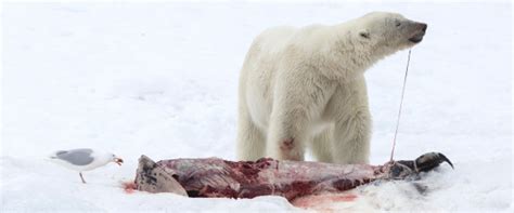 We did not find results for: Conséquence du réchauffement climatique, les ours polaires ...