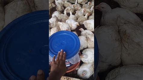 We are fully expanding our productivity in animal feed, poultry breeding, poultry farming, further processed foods, layer & commercial eggs and fresh marts. poultry farming Briolers.. Raising chicken meat in jamaica ...