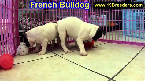 The price of hard to raise puppies in breeds like french bulldogs is simply greater due to the difficulty and cost involved of raising the puppies. French Bulldog, Puppies, For, Sale, In, Portland, Oregon ...