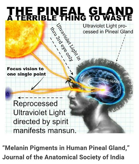 Black stones, called schorl, account for 95 percent of all tourmalines. How much is melanin worth. River Road Research Awarded A ...
