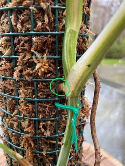 Want to make a diy moss pole for plants but think they are messy and difficult? Moss Pole DIY: 7 EASY Steps to Make a Perfect One!