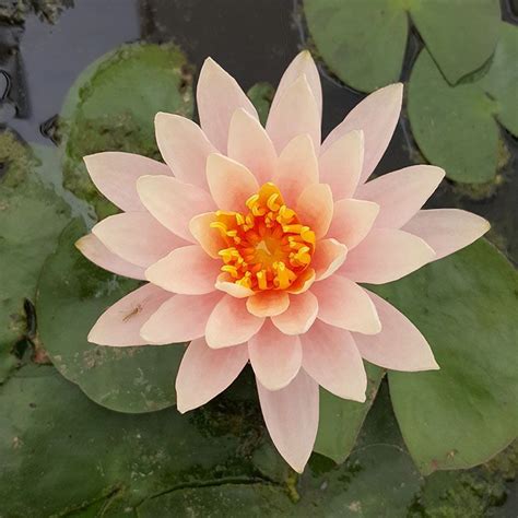 They usually do not damage plants and are controlled by natural enemies such as lady beetles. Water Lily, Nymphaea Colorado from Netherland Bulb Company ...