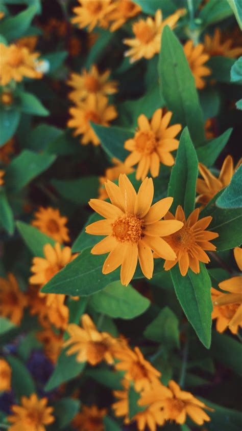 Create personalized wallpapers that are breathtaking with pixteller wallpaper editor. Amojunn /// Free wallapaper | Animal wallpaper, Black ...