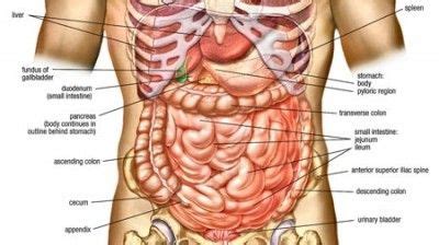 A simple description of the anatomy of the muscles of the pelvis. Human Anatomy - Abdomen | Human body organs, Abdominal ...