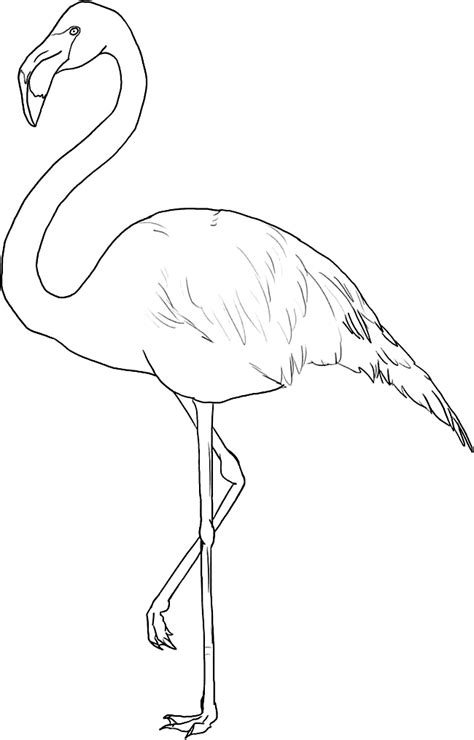 Birds of india coloring page. Flamingo Coloring Pages - Coloring Home