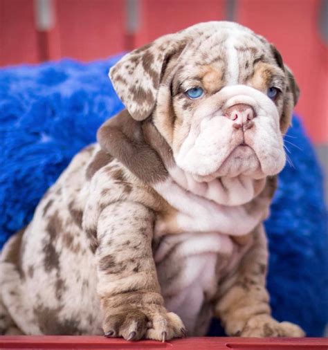 We strive to produce puppies that meet and hopefully exceed the akc standard in appearance & health with. 37 HQ Images Bulldogs For Sale Mn : English Bulldog Puppies Mn English Bulldog Puppies | cheap ...