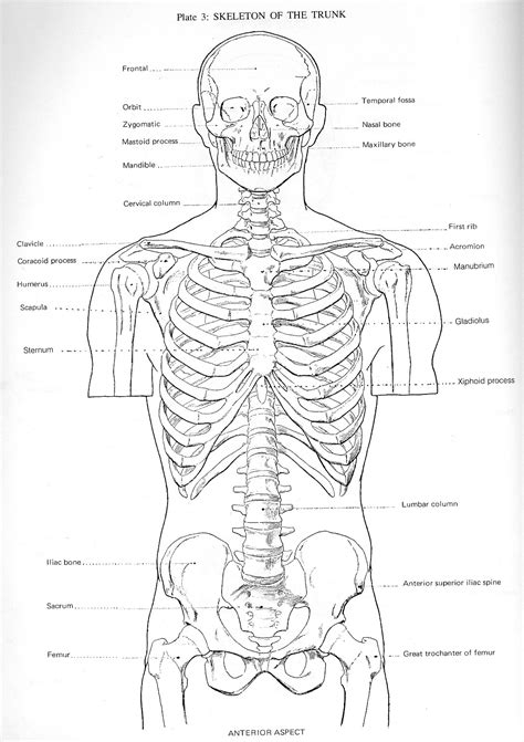 The anatomy of the chest can also be described through the use of anatomical landmarks. Figure Drawing and Anatomy: Torso