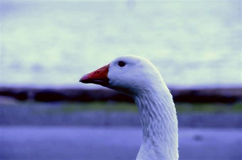 One of seattle's largest parks, attractions include the paved walkway along the beach. Lincoln park west Seattle : Washington